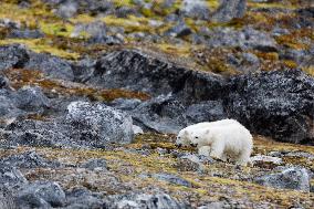 cub of polar bear