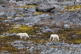 cub of polar bear