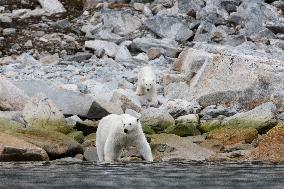 polar bear, mother with cub