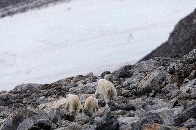 polar bear, mother with cub