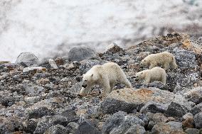 polar bear, mother with cub