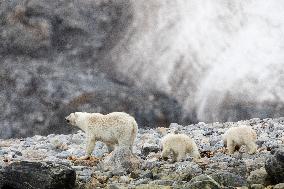 polar bear, mother with cub