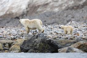 polar bear, mother with cub