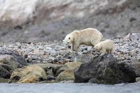 polar bear, mother with cub