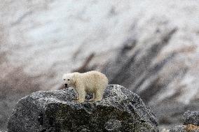 cub of polar bear