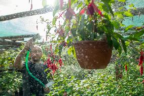 exhibition of fuchsias, fuchsia, watering