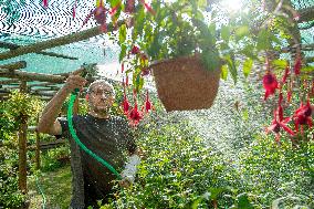 exhibition of fuchsias, fuchsia, watering