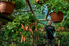 exhibition of fuchsias, fuchsia, watering