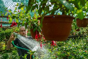 exhibition of fuchsias, fuchsia, watering