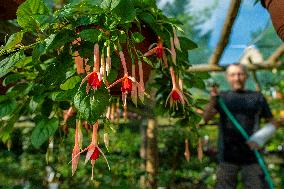 exhibition of fuchsias, fuchsia, watering