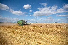 barley harvest, harvester, combine