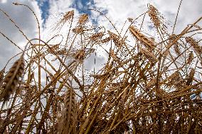 barley ear, harvest