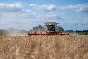 barley harvest, harvester, combine