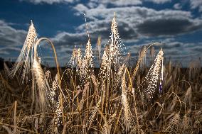 barley ear, harvest