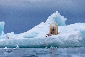 polar bear on a ice floe hunt seal