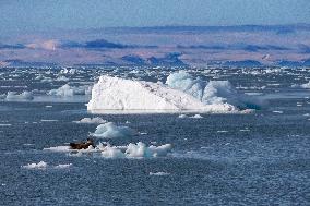 walrus on ice floe