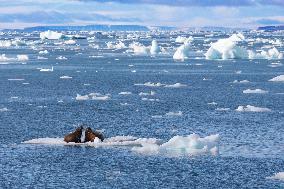 walrus on ice floe