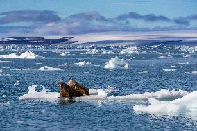 walrus on ice floe