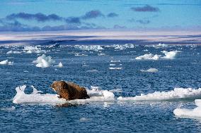 walrus on ice floe