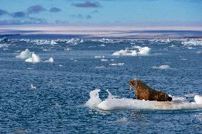 walrus on ice floe