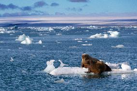 walrus on ice floe