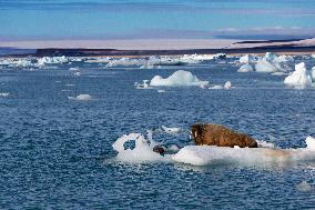 walrus on ice floe