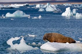 walrus on ice floe