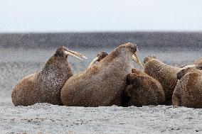 walrus on sand beach