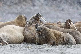 walrus on sand beach