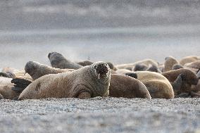 walrus on sand beach