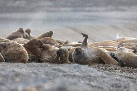 walrus on sand beach