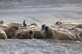 walrus on sand beach