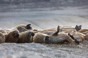 walrus on sand beach