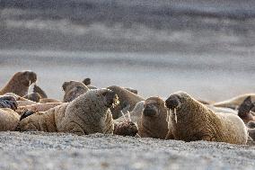 walrus on sand beach