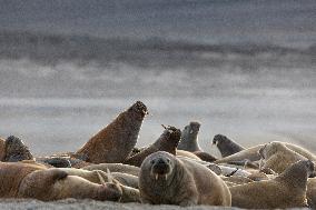 walrus on sand beach