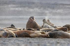 walrus on sand beach