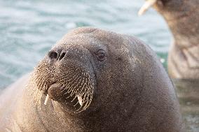 walrus