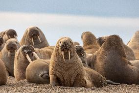 walrus on sand beach