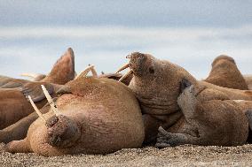 walrus on sand beach