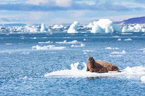 walrus on ice floe