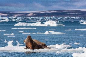 walrus on ice floe