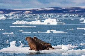 walrus on ice floe