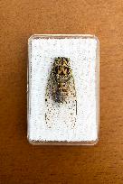 Cicada, Cicadoidea, insect, animal