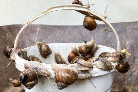 garden, snail, helix pomatia, Cepaea hortensis, animal