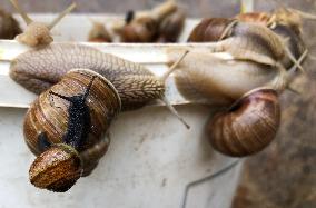 garden, snail, helix pomatia, Cepaea hortensis, animal