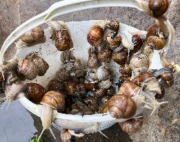 garden, snail, helix pomatia, Cepaea hortensis, animal