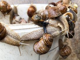 garden, snail, helix pomatia, Cepaea hortensis, animal