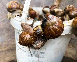 garden, snail, helix pomatia, Cepaea hortensis, animal