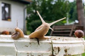 garden, snail, helix pomatia, Cepaea hortensis, animal