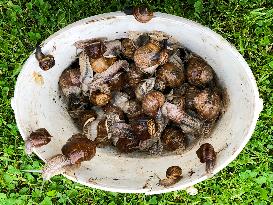 garden, snail, helix pomatia, Cepaea hortensis, animal